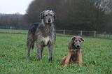 IRISH WOLFHOUND 236